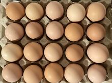 Layt brama yumurtaları