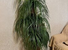 Suni palma ağacı