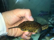 Su tısbağaları