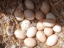 Mayalı ördək yumurtası 