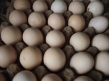 Brama yumurtaları