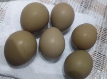 Qırqovul yumurtası