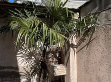 Palma ağacı