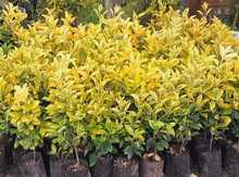 "Taflan Gold" bitkisi
