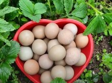 Mayalı Qafqaz və Rumun qırqovul yumurtaları