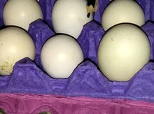 Heyratı yumurtaları