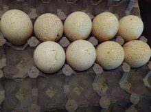 Amerikan bronzo yumurtası