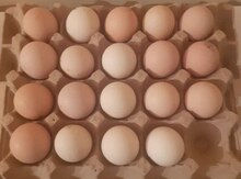 Avstralorp yumurtaları