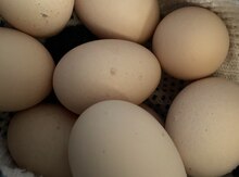 Mayalı brama yumurtaları