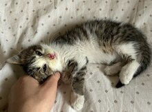 Котенок в добрые руки