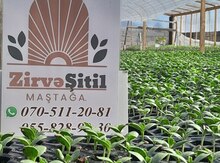 Xiyar şitili