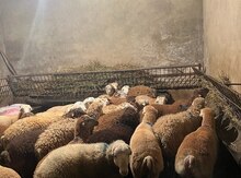 Qurbanlıq quzular