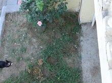 Qızılgül
