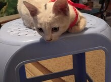 Pişik və itlərin dərmanla çimizdirilməsi