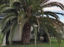 Xurma ağacı