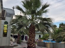 Palma ağacı