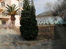 Bağban işi axtarıram