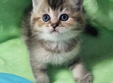 Британские котята 