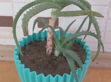 Aloe bitkisi