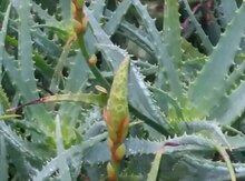 Aloe 