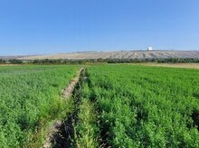 370 sot torpaq sahəsi, Qəbələ r.