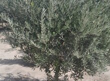 Zeytun ağacı