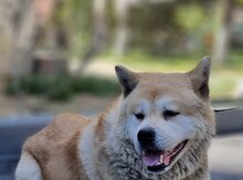 Akta-inu itib