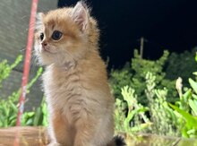 Британские Шиншиллы