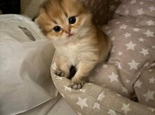 Золотистая шиншилла 