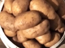 Gədəbəy kartofu