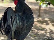 Avstralorp cücəsi