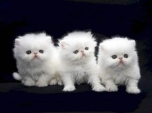 Персидские котята