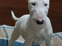 Бультерьер 