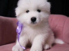 Samoyed