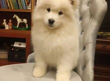 Samoyed