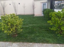 Qazon
