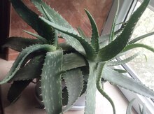 Aloe vera bitkisi