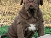 Mastino Neapoletano 