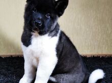 Amerikan Akita-inu balaları