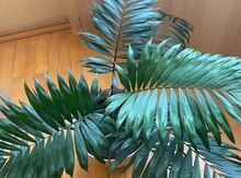 Parlor Palm - Chamedorea Elegans