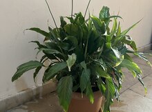 Spatifilium