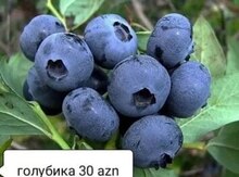 Mavigilə