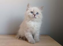 Сибирская кошка