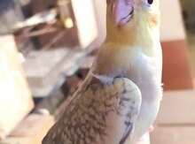 Tutuquşu