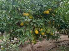 Limon