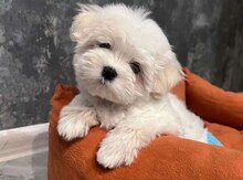 Щенки мальтийской болонки