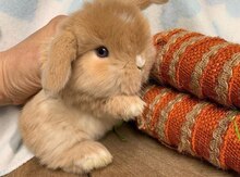 Mini Lop dovşanı