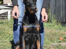 Doberman