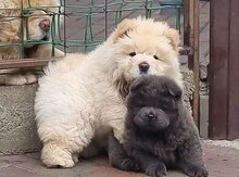 Чау-Чау