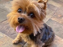 Micro Yorkie